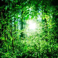 森の中の光