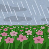 雨と花壇