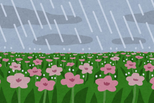 雨と花壇