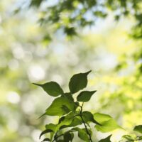 素晴らしい人生