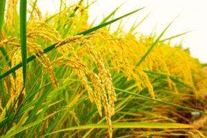 実るほど頭を垂れる稲穂かな