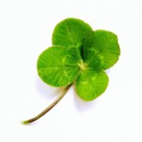 四つ葉のクローバー