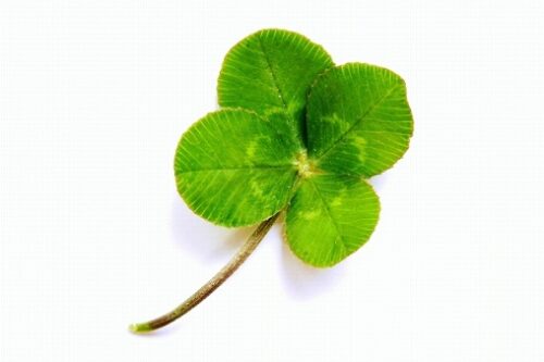四つ葉のクローバー