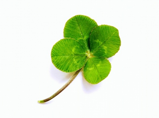 四つ葉のクローバー